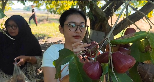 Panen Berkah di Kampung Jambu Sukoharjo: Saat Kemarau Panjang Datangkan Cuan Berlimpah