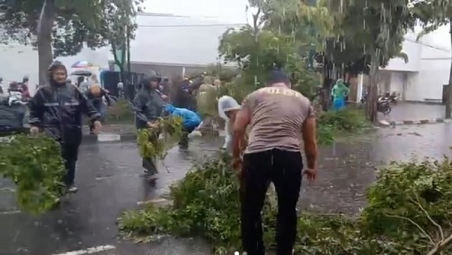 Diterpa Hujan Disertai Angin Kencang, Sebuah Pohon Tumbang di Wirobrajan  