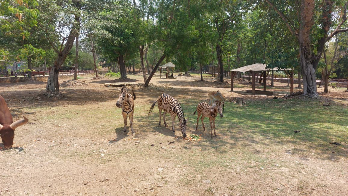 Bayi Zebra Lahir di Solo Safari, Gayatri Loreng Jadi Simbol Keberhasilan Konservasi