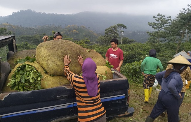 Teh Gambyong Karanganyar, Inovasi Teh Beraroma Kopi dari Kemuning