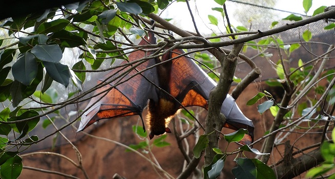 Kelelawar hingga Buah Tergigit, Rantai Penularan Virus Nipah yang perlu Diwaspadai