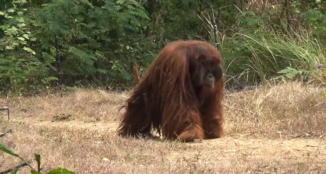 Orang Utan Solo Safari "Didi" Kabur, Ternyata Cerdas Meniru dan Akali Pengaman