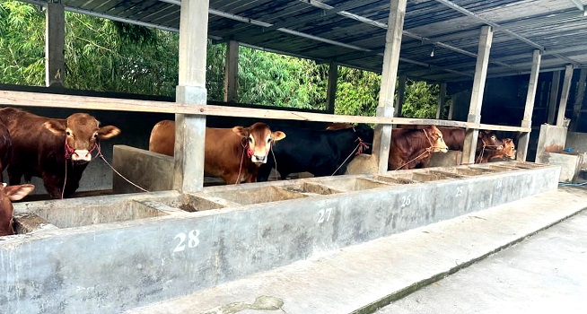 Jelang Iduladha Permintaan Sapi Limousin di Karanganyar Meningkat