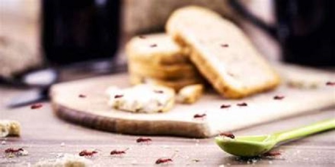 5 Cara Mengusir Serangga yang Masuk Rumah dengan Mudah dan Aman