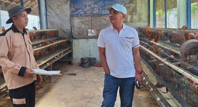 Cara Beternak Ayam Kampung Cukup Sepuluh Betina dan Satu Jantan 